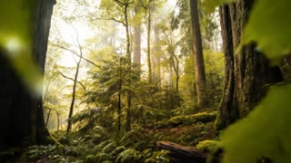 Forest Rain